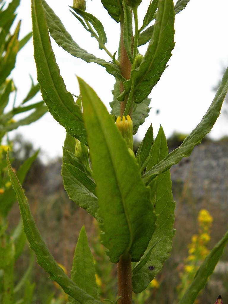 Dittrichia viscosa